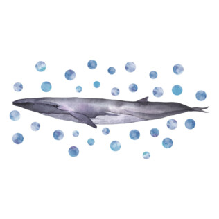 Sticker Baleine Plate