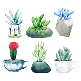 Stickers Cactus Aquarelles Dessin