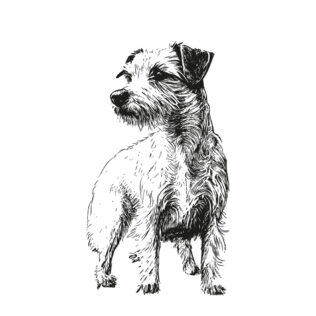 Sticker Parson Russel Terrier Esquisse