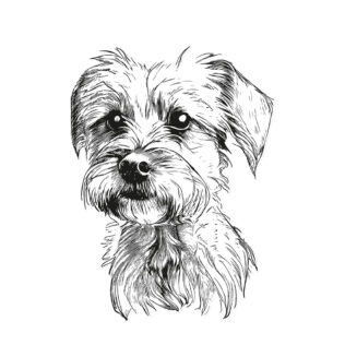 Sticker Portrait Parson Russell Terrier