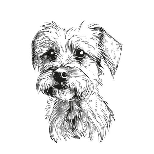 Sticker Portrait Parson Russell Terrier